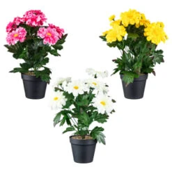 B&M Zinnia Plant Pot - Yellow -B&M 392826 zinnia in pot group