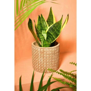 B&M Woven Effect Ceramic Planter 2 B&M Woven Effect Ceramic Planter - Image 2