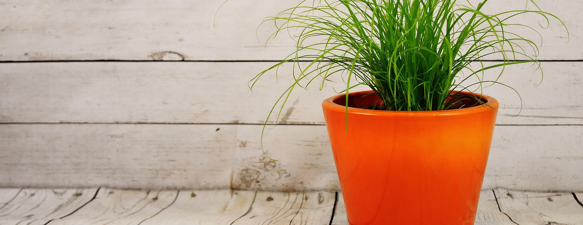 B&M -B&M plant pot 2031666 1920